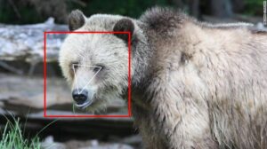 Face popularity isn't always only for people — it is gaining knowledge of to discover bears and cows, too-Techconflict.com