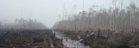 Interpol: Illegal Timber Industry Endangers Both Humans and Wildlife