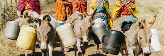 Investigation: Crime Thrives in Botswana's Donkey Skin Trade